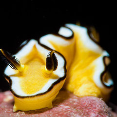 Doriprismatica sibogae