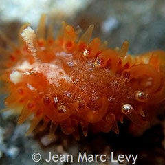 Madrella ferruginosa