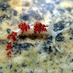Facellina sp.1