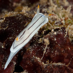Chromodoris sp. 1