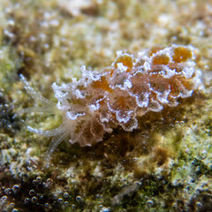 Mourgona sp.2
