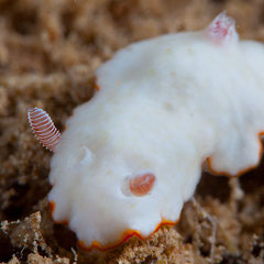 Goniobranchus verrieri