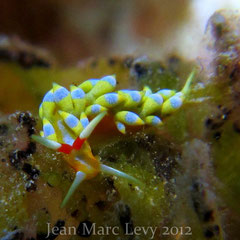 Tenellia sp. 10