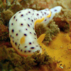 Chromodoris aspersa