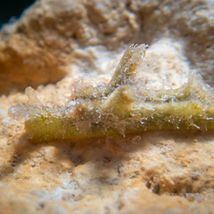 Elysia sp.24