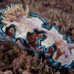 Glossodoris cincta