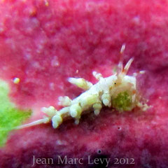 Eubranchus sp. 1