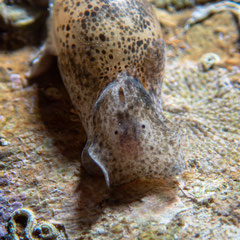 Haloa crocata