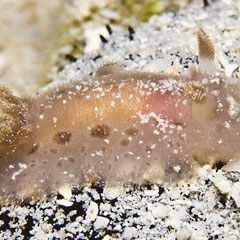Tayuva lilacina