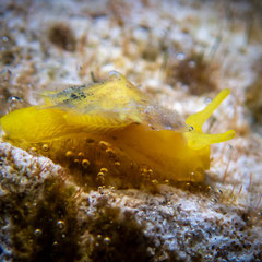 Tylodina sp.1