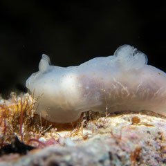 Gymnodoris sp.6
