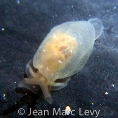 Berthella stellata