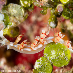 Flabellina sp. 1