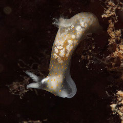 Gymnodoris sp.1