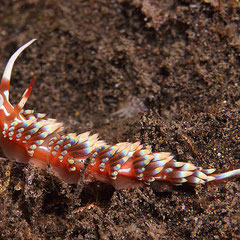 Caloria indica