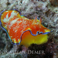 Goniobranchus albopunctatus