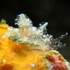 Polybranchia orientalis