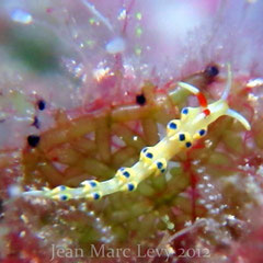 Tenellia sp. 11
