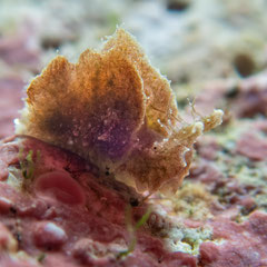 Elysia sp.20