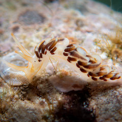 Moridilla sp.1