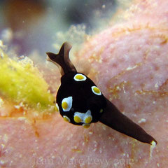 Colpodaspis thompsoni
