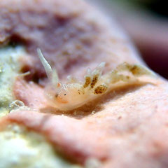 Eubranchus sp. 6