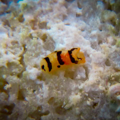 Philine Orca