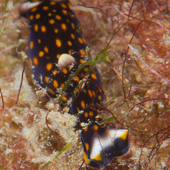 Biuve cf fulvipunctata