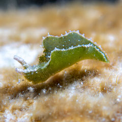 Elysia sp.19