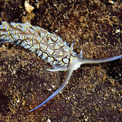 Cerberilla annulata