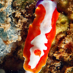 Thorunna purpuropedis