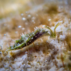 Elysia sp.22