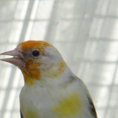 0,1 Pastel Weißkopf 