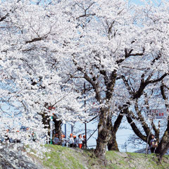 春：弁天桜