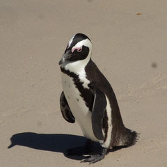 Afrikanischer Pinguin
