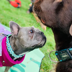 Bei den Ausbildungen und Workshops agieren die Hunde friedlich miteinander.