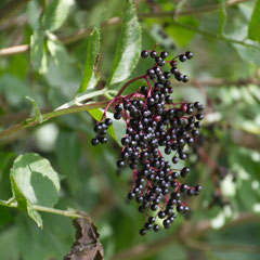 Holunderbeeren