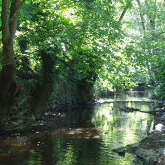 Bach im Wald