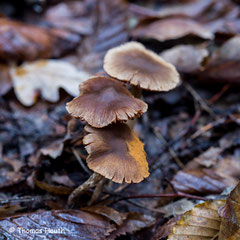 Die Gürtelfüße (Telamonia) inklusive der früher als Gattung Hydrocybe abgetrennten Wasserköpfe sind eine Untergattung der Gattung Schleierlinge (Cortinarius). Blende 8, Zeit 2,5", ISO 100, kein Blitz                       