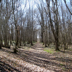 Chemin forestier