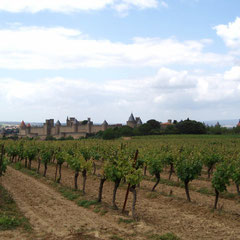 The City of Carcassonne in the vines