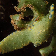 Oxynoe cf viridis