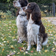 Ramos und Cleo