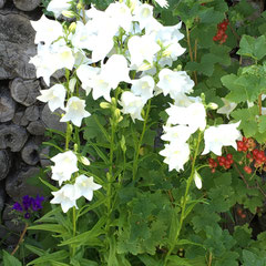Pfirsichblättrige Glockenblume