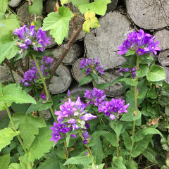 Knäuelglockenblume
