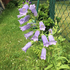 Marienglockenblume*