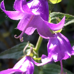 Wald-Glockenblume