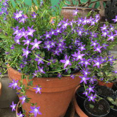 Hängeglockenblume