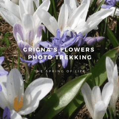 Delphicaphoto photographic trek "Grigna's flowers"