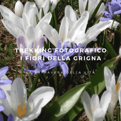 Trekking fotografico Delphicaphoto "I fiori della Grigna"